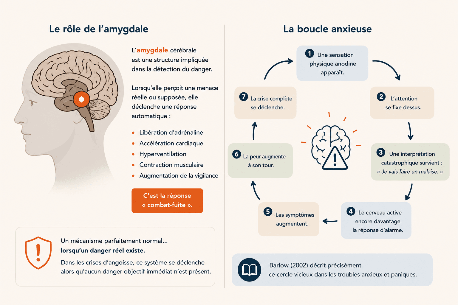 Schéma : comment le cerveau fabrique une crise d'angoisse — rôle de l'amygdale et de la boucle anxieuse
